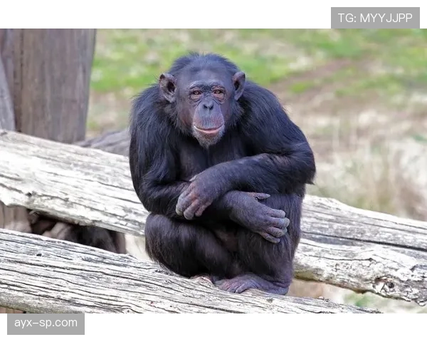 登贝莱又换豪车了？车库里的“动物园”都快坐不下了吧！